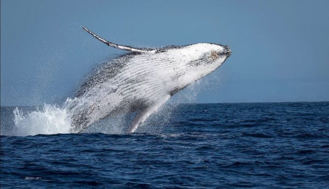 Observação de Baleias Jubarte em Vitória: como é o passeio?